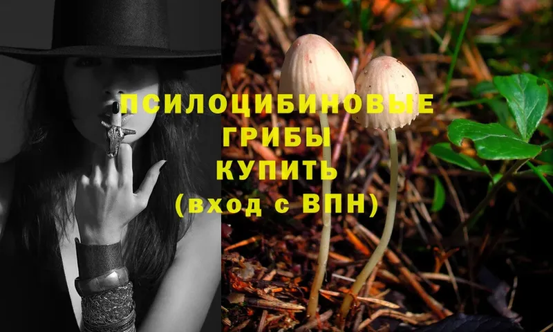 Галлюциногенные грибы Magic Shrooms  хочу   Гусев 